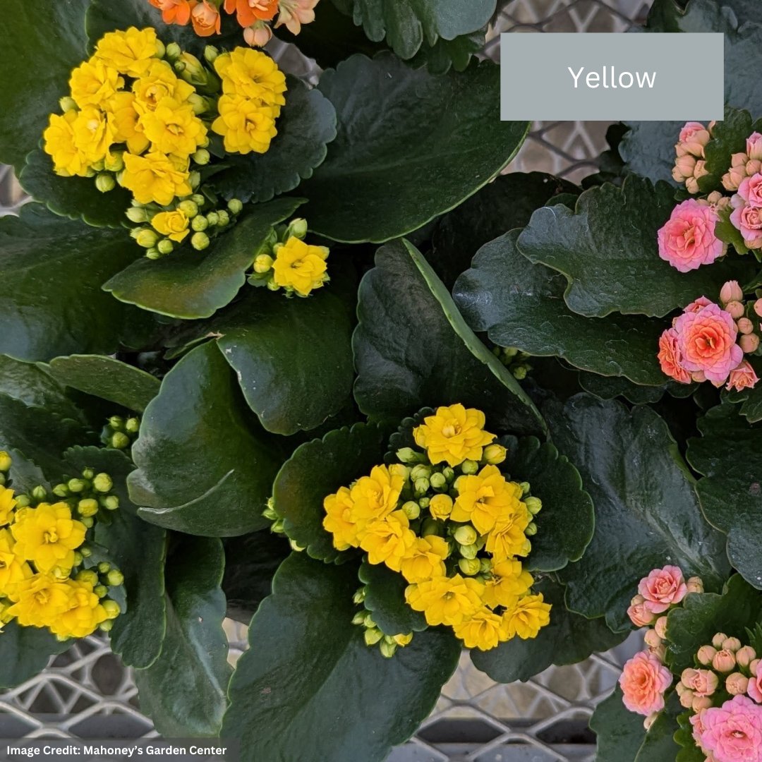 Calandiva – 6″ Pot